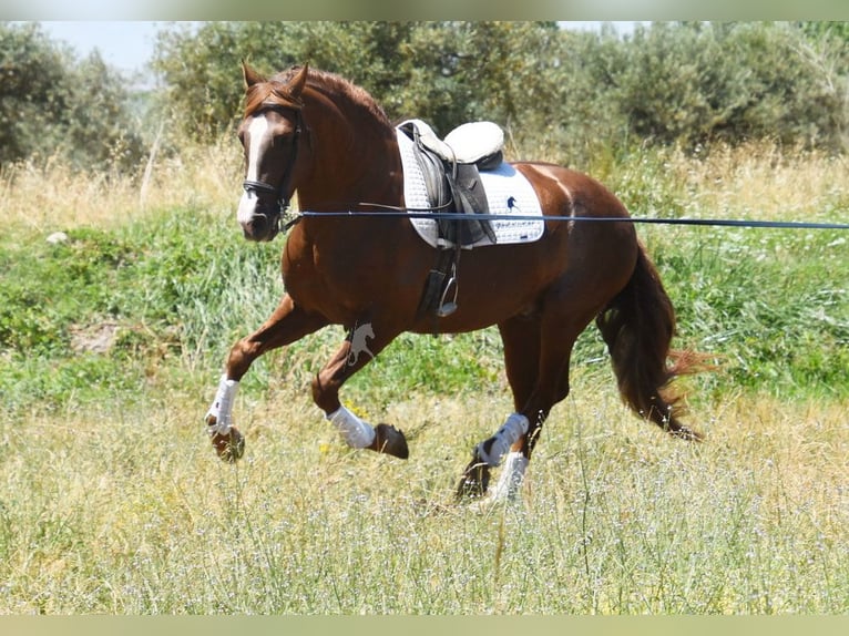 PRE Hengst 7 Jahre 161 cm Fuchs in Provinz Granada