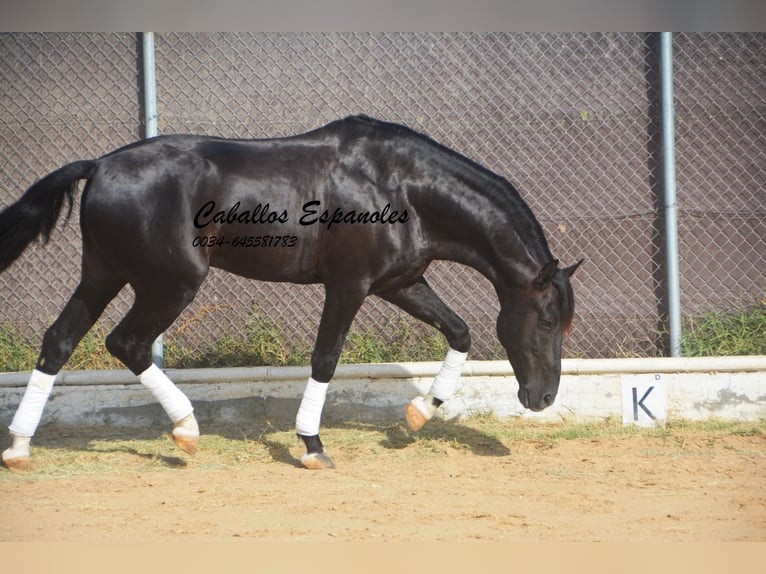 PRE Mix Hengst 7 Jahre 161 cm Rappe in Vejer de la Frontera
