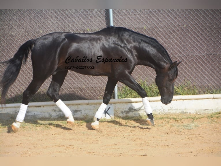 PRE Mix Hengst 7 Jahre 161 cm Rappe in Vejer de la Frontera