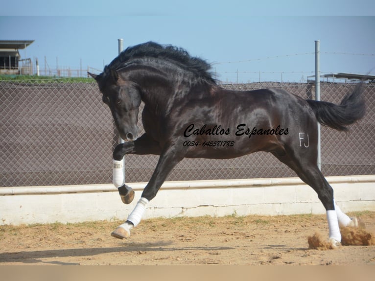 PRE Mix Hengst 7 Jahre 161 cm Rappe in Vejer de la Frontera