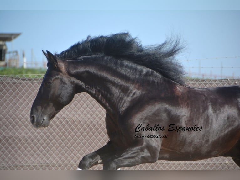 PRE Mix Hengst 7 Jahre 161 cm Rappe in Vejer de la Frontera