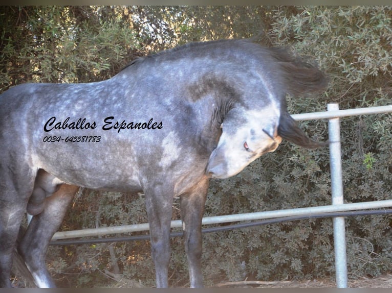 PRE Hengst 7 Jahre 162 cm Apfelschimmel in Vejer de la Frontera