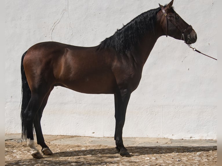PRE Mix Hengst 7 Jahre 162 cm Brauner in Extremadura