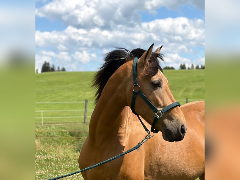 PRE Mix Hengst 7 Jahre 162 cm Falbe in Aitrang