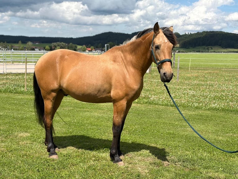 PRE Mix Hengst 7 Jahre 162 cm Falbe in Aitrang