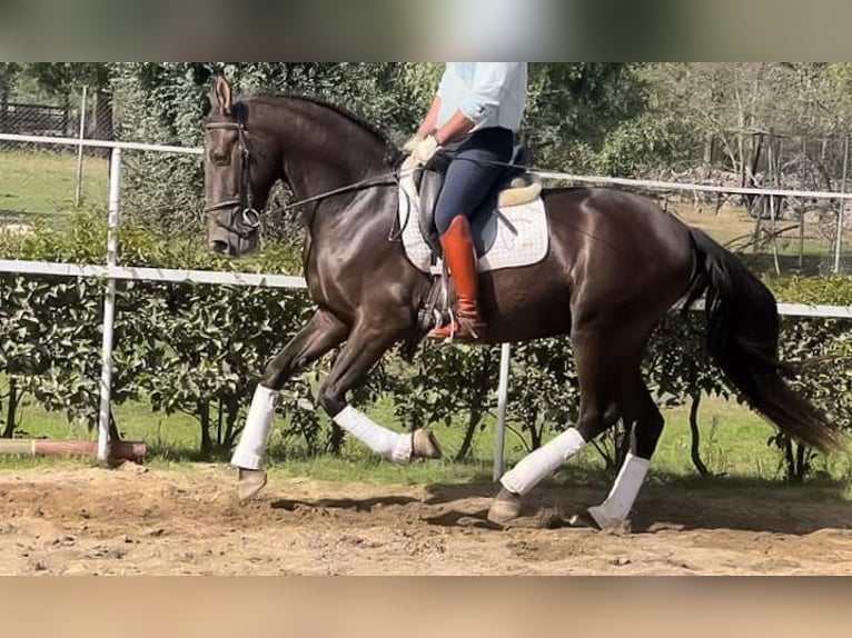 PRE Mix Hengst 7 Jahre 162 cm Rotbrauner in NAVAS DEL MADRONO