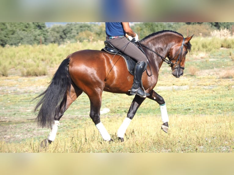 PRE Mix Hengst 7 Jahre 162 cm Rotbrauner in NAVAS DEL MADRONO
