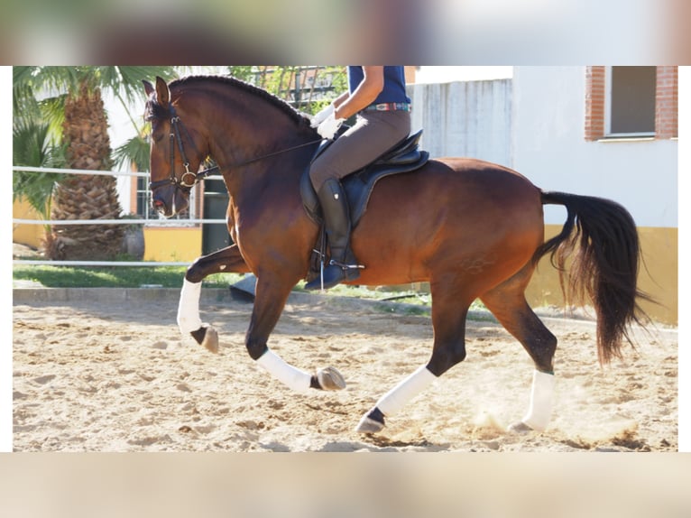 PRE Mix Hengst 7 Jahre 162 cm Rotbrauner in NAVAS DEL MADRONO
