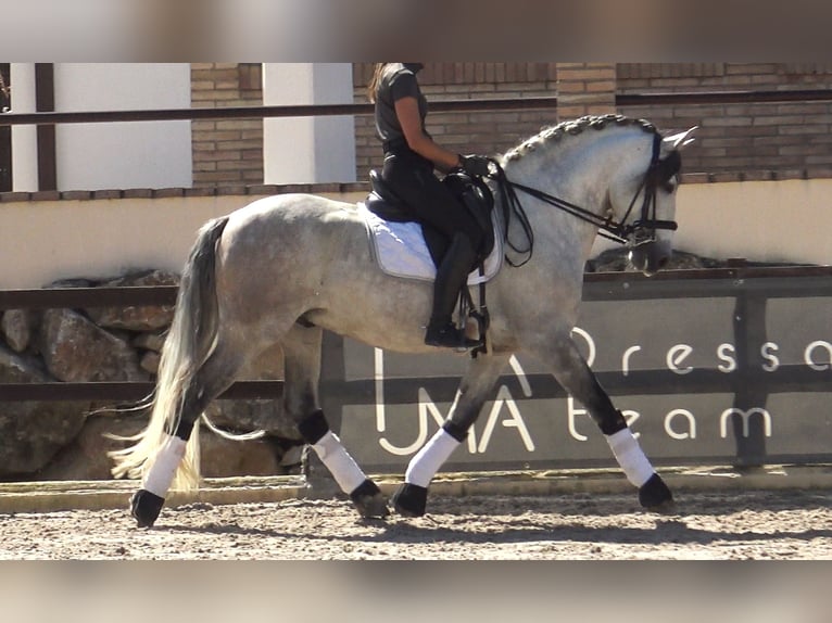 PRE Mix Hengst 7 Jahre 162 cm Schimmel in Pedret i Marzá  Girona