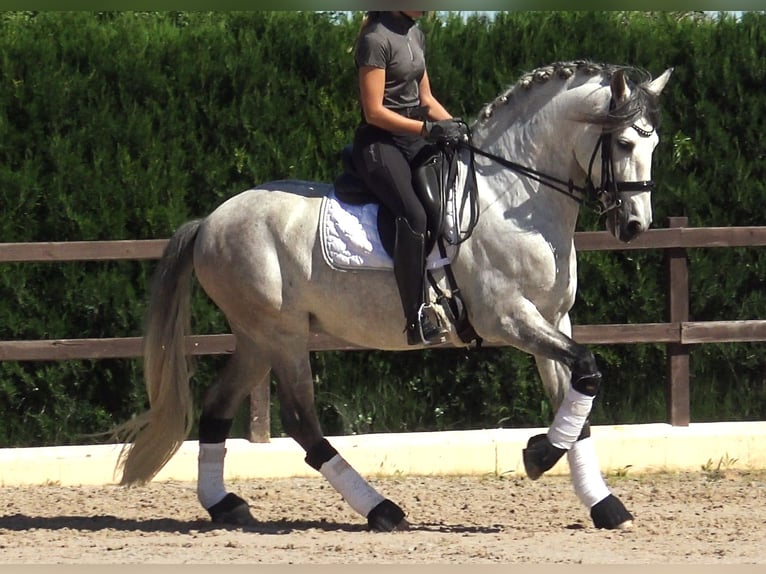 PRE Mix Hengst 7 Jahre 162 cm Schimmel in Pedret i Marzá  Girona