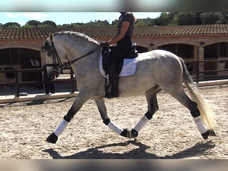 PRE Mix Hengst 7 Jahre 162 cm Schimmel in Pedret i Marzá  Girona