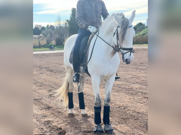 PRE Mix Hengst 7 Jahre 163 cm Apfelschimmel in Martfeld