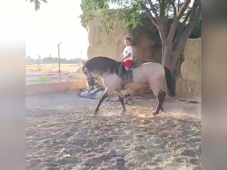 PRE Mix Hengst 7 Jahre 163 cm Falbe in Valdepeñas