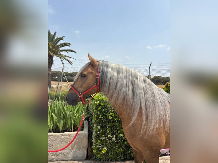 PRE Mix Hengst 7 Jahre 163 cm Palomino in Hamburg