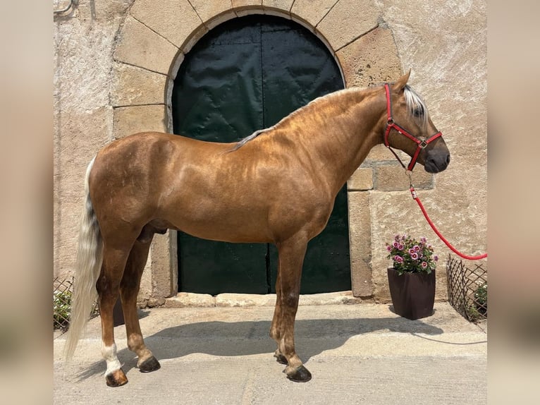 PRE Mix Hengst 7 Jahre 163 cm Palomino in Hamburg