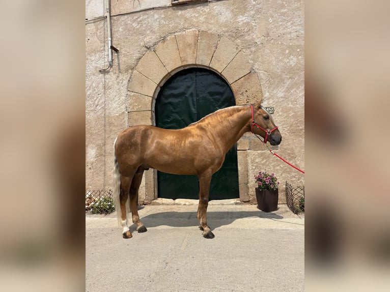 PRE Mix Hengst 7 Jahre 163 cm Palomino in Hamburg
