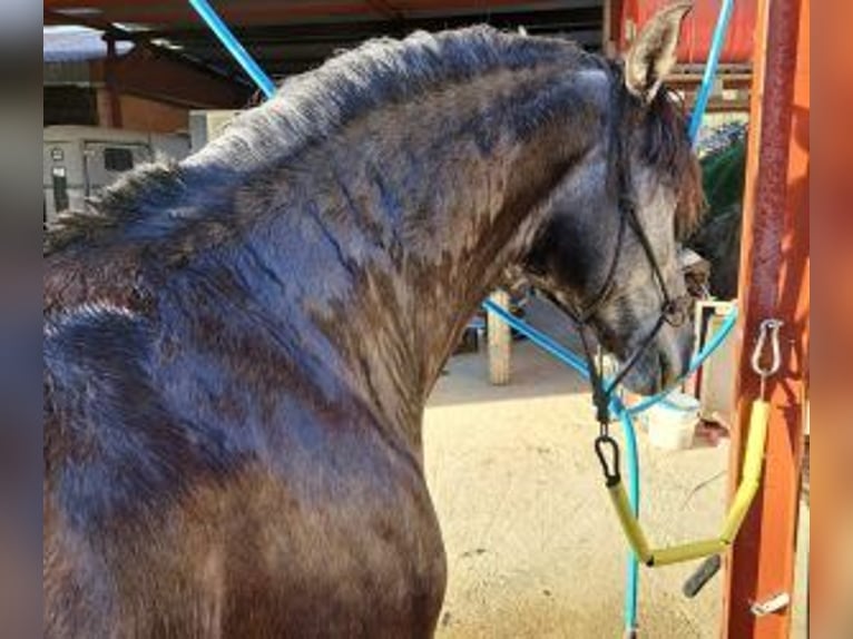 PRE Mix Hengst 7 Jahre 163 cm Schimmel in Pamplona/Iruña