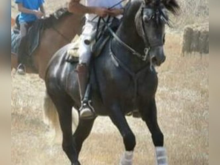 PRE Mix Hengst 7 Jahre 163 cm Schimmel in Pamplona/Iruña