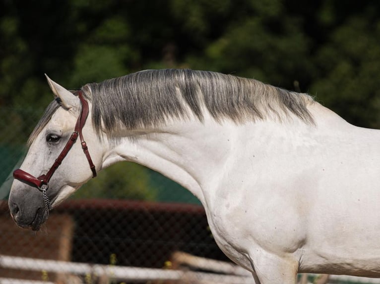 PRE Mix Hengst 7 Jahre 163 cm Schimmel in Navas Del Madroño