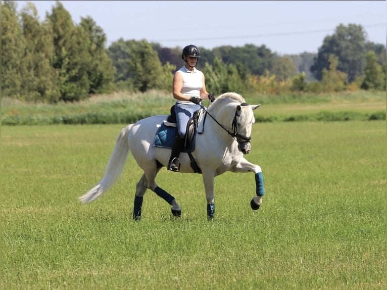 PRE Mix Hengst 7 Jahre 163 cm White in Bergen op Zoom
