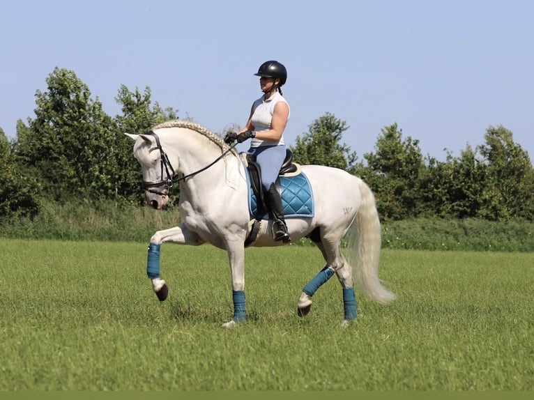 PRE Mix Hengst 7 Jahre 163 cm White in Bergen op Zoom