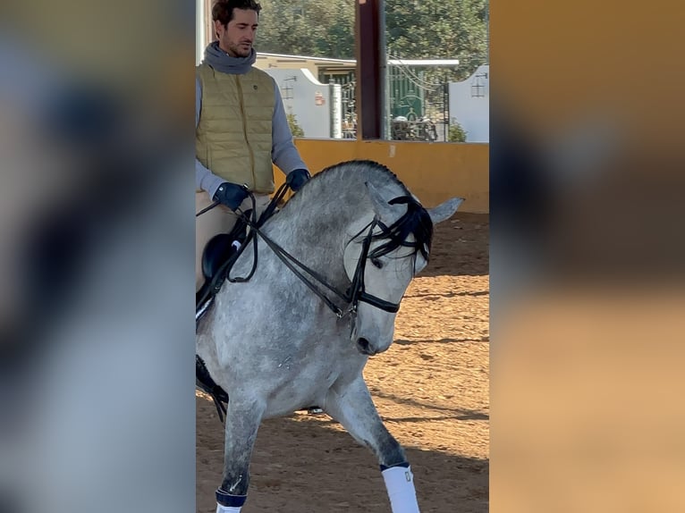 PRE Mix Hengst 7 Jahre 164 cm Apfelschimmel in Martfeld