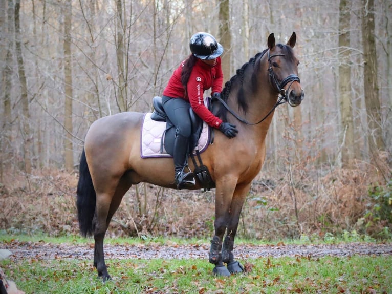 PRE Mix Hengst 7 Jahre 164 cm Brauner in Sm