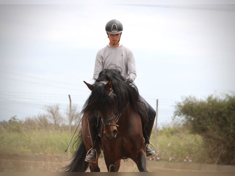 PRE Mix Hengst 7 Jahre 164 cm Brauner in Valencia