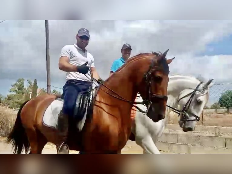 PRE Hengst 7 Jahre 164 cm Brauner in Sevilla