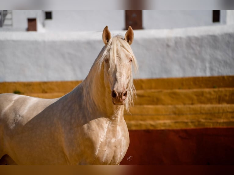 PRE Hengst 7 Jahre 164 cm Cremello in Arcos de la Frontera