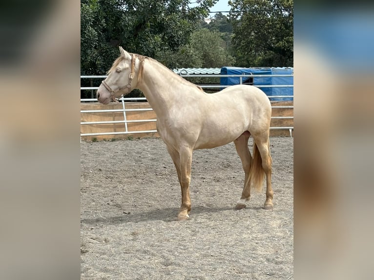 PRE Hengst 7 Jahre 164 cm Perlino in Palma De Mallorca