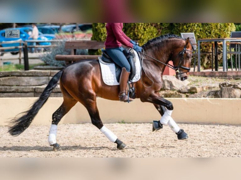 PRE Mix Hengst 7 Jahre 164 cm Rotbrauner in NAVAS DEL MADRONO