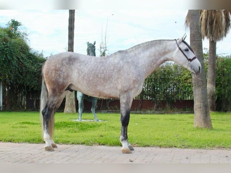 PRE Hengst 7 Jahre 164 cm Schimmel in El Catllar
