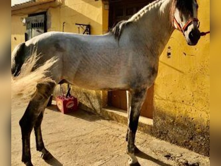 PRE Mix Hengst 7 Jahre 164 cm Schimmel in Madrid