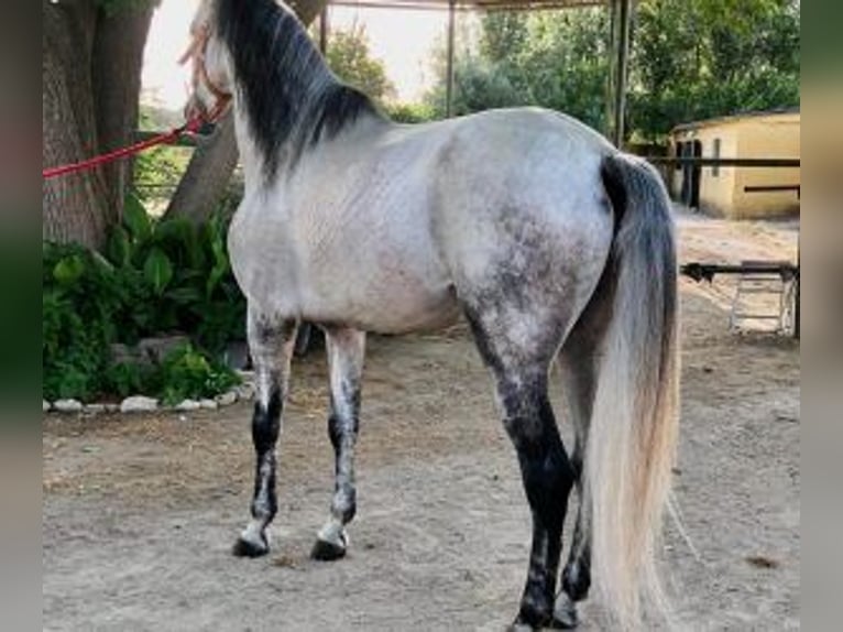 PRE Mix Hengst 7 Jahre 164 cm Schimmel in Madrid