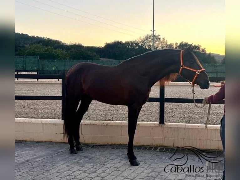 PRE Hengst 7 Jahre 165 cm Brauner in Barcelona
