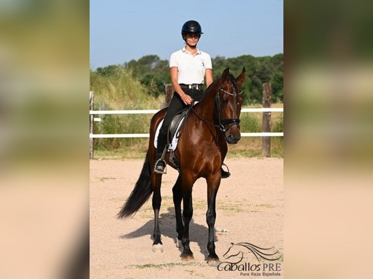 PRE Hengst 7 Jahre 165 cm Brauner in Barcelona