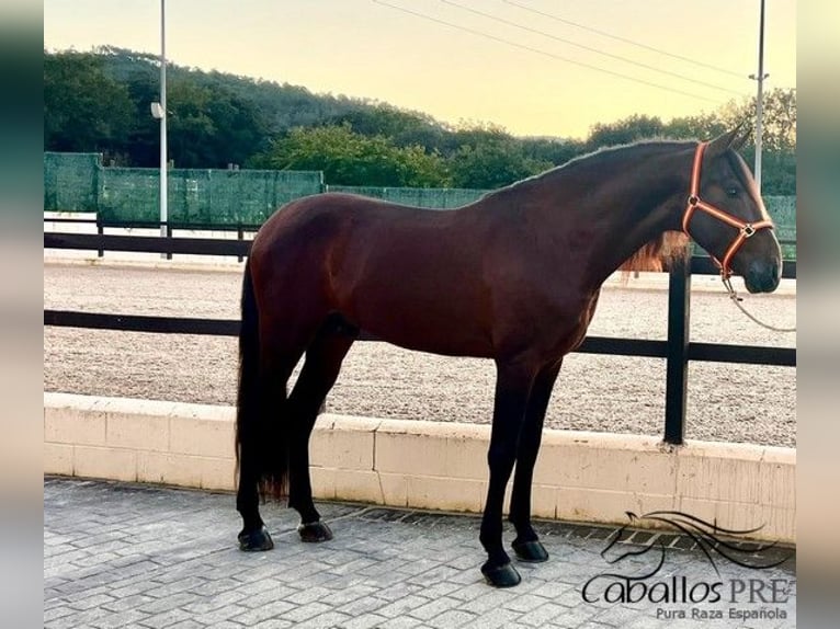 PRE Hengst 7 Jahre 165 cm Brauner in Barcelona