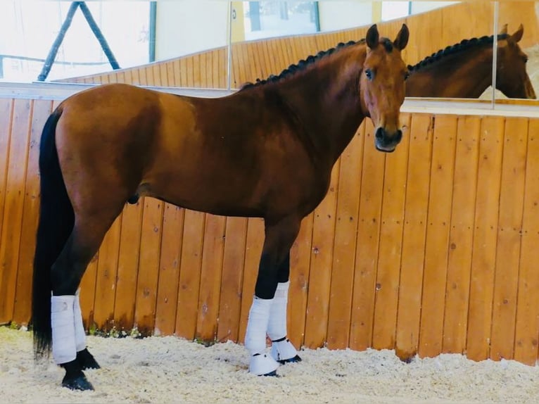 PRE Mix Hengst 7 Jahre 165 cm Hellbrauner in 28040