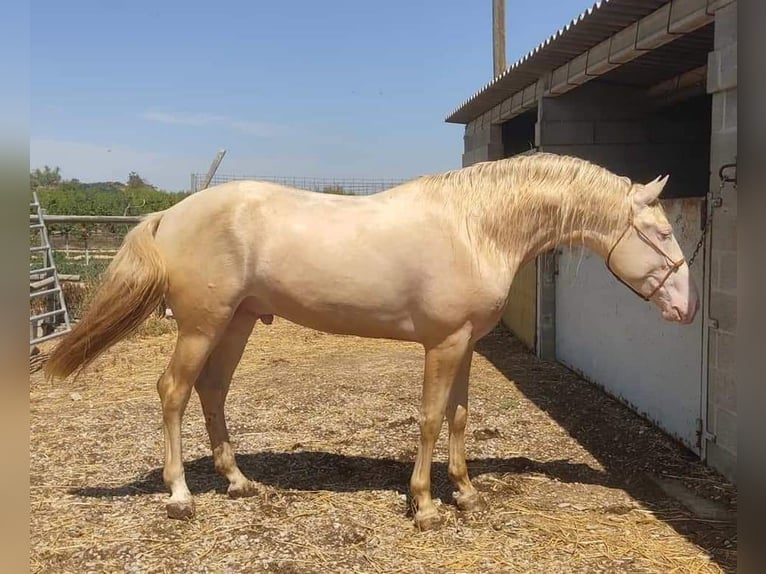 PRE Mix Hengst 7 Jahre 165 cm Perlino in Fraga