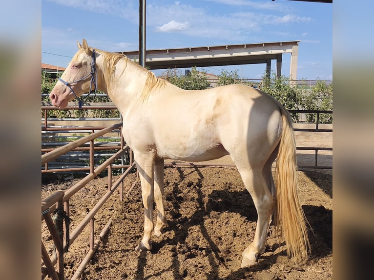PRE Mix Hengst 7 Jahre 165 cm Perlino in Fraga