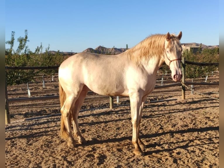 PRE Mix Hengst 7 Jahre 165 cm Perlino in Fraga