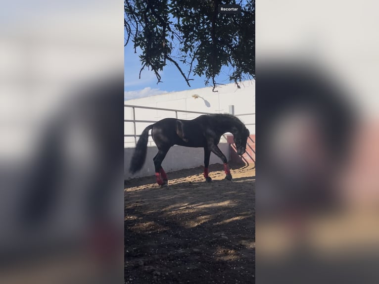 PRE Hengst 7 Jahre 165 cm Rappe in El Palmar