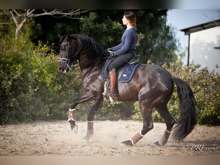 PRE Mix Hengst 7 Jahre 165 cm Rappe in Sevilla