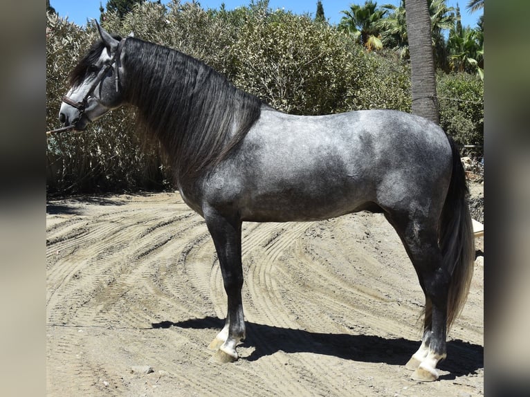 PRE Mix Hengst 7 Jahre 165 cm Schimmel in MALAGA