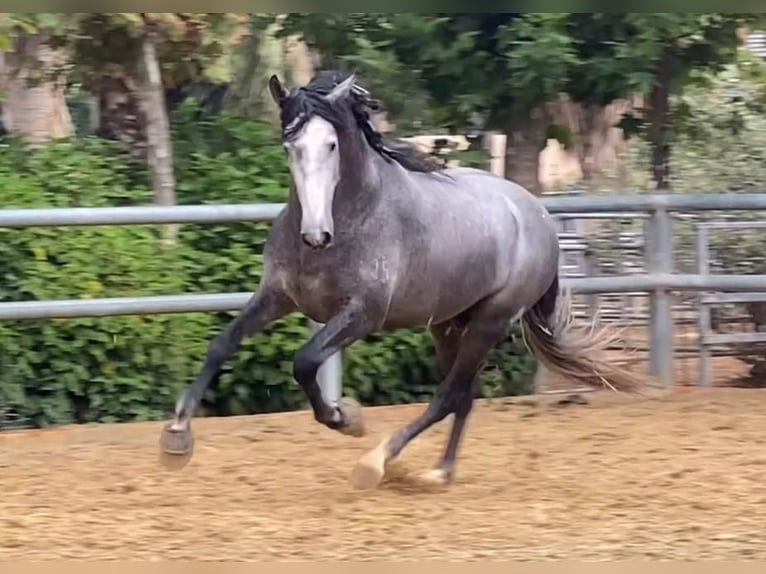 PRE Mix Hengst 7 Jahre 165 cm Schimmel in MALAGA