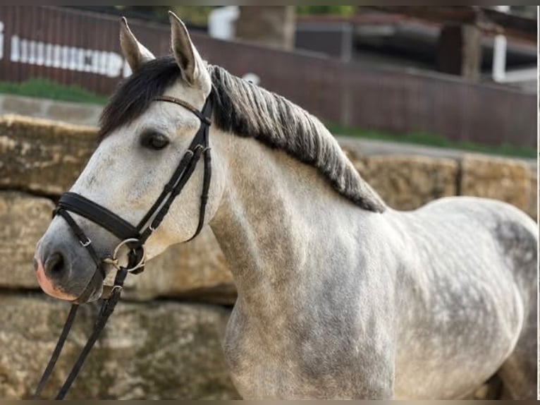 PRE Hengst 7 Jahre 165 cm Schimmel in Talarrubias