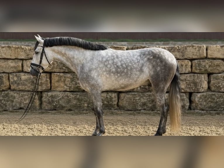 PRE Hengst 7 Jahre 165 cm Schimmel in Talarrubias