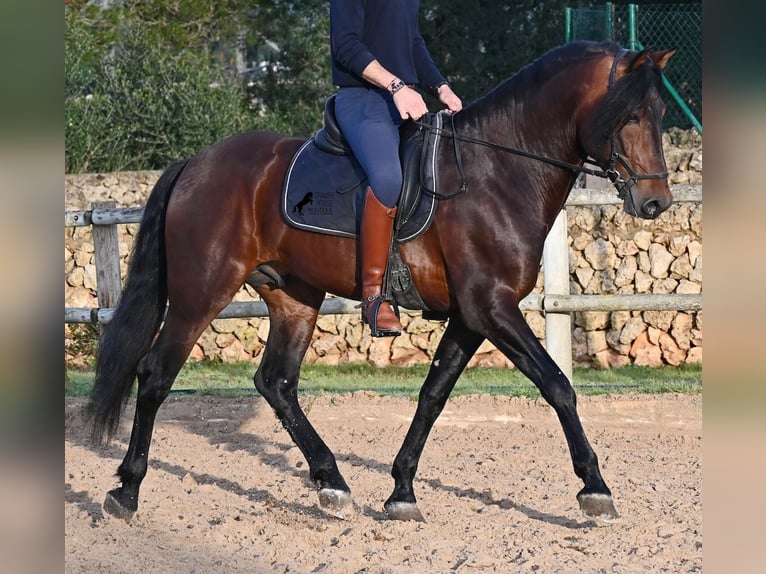 PRE Hengst 7 Jahre 166 cm in Menorca