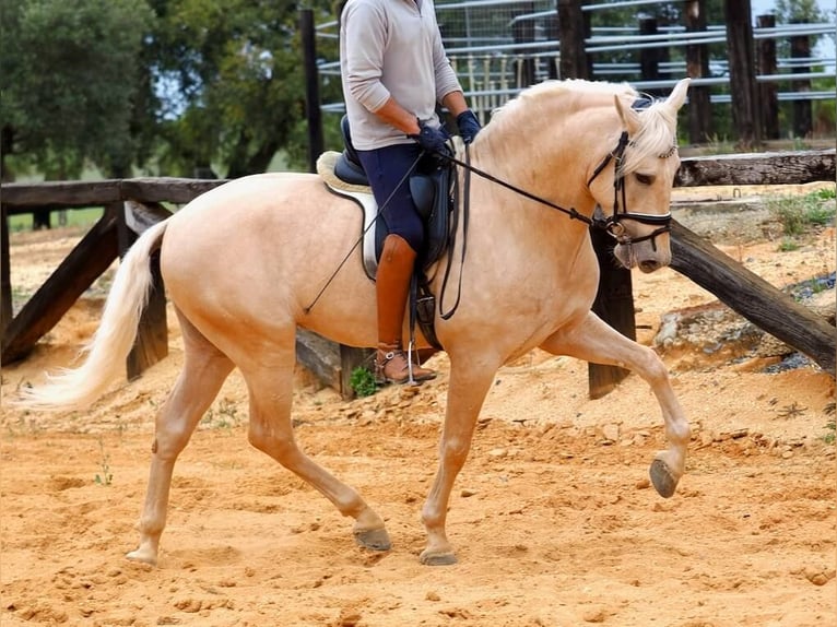 PRE Mix Hengst 7 Jahre 166 cm Palomino in Navas Del Madroño